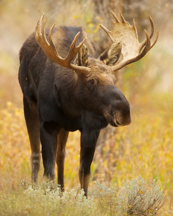 moose walking on grassy field with tree in background