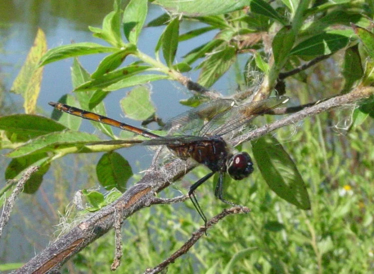 some kind of animal on some thin thin twigs