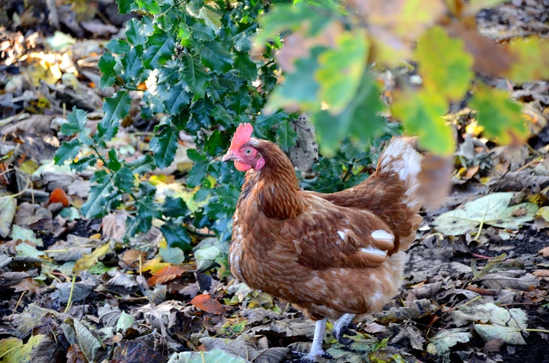 a large chicken is walking on a patch of leaves