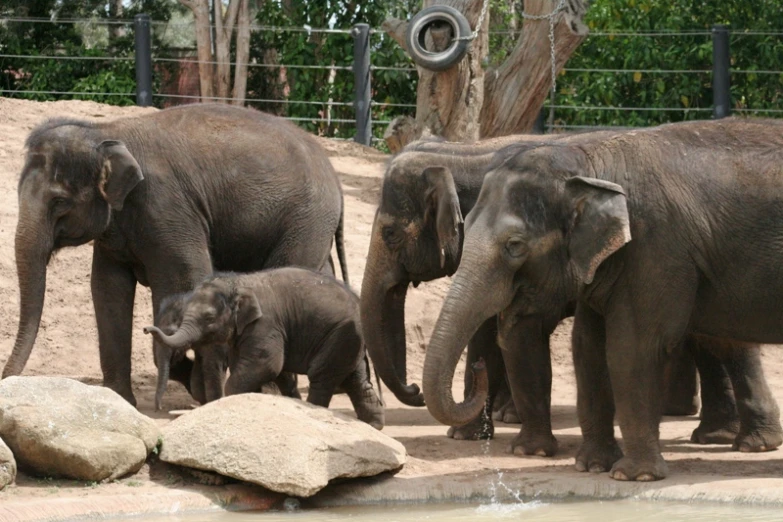 three elephants gathered in their enclosure at the zoo