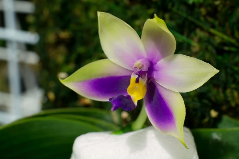 there is a purple and yellow flower sitting in a white vase