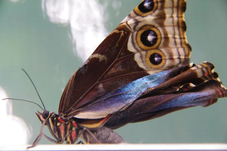 a erfly with big eyes sitting on a flower