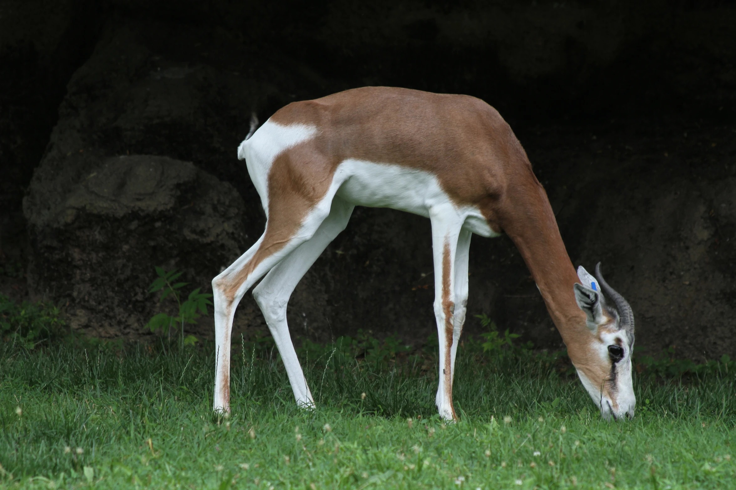 a deer standing on a grass covered field