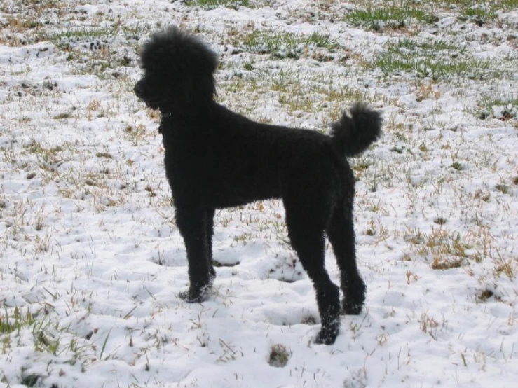 a small black poodle in the middle of a snow covered field