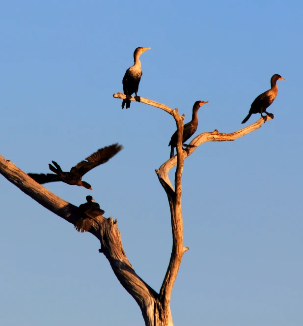 there are three birds sitting on top of a tree