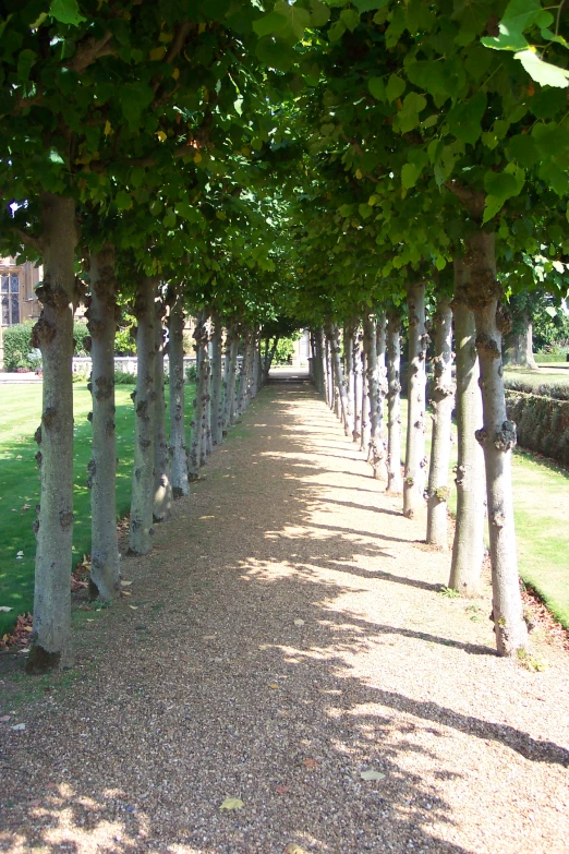 a tree lined road in the middle of an orchard