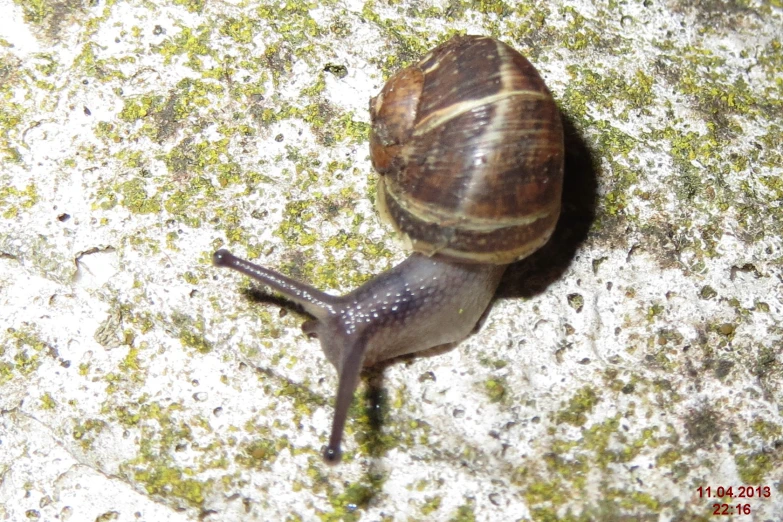 a brown snail with long stripes on the top is climbing over a green, dirty concrete surface