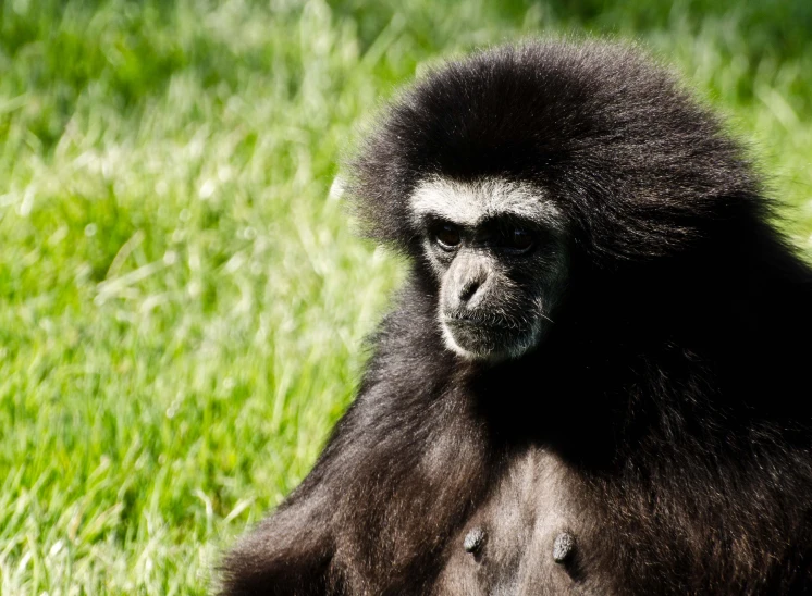 a black and white monkey in a grassy field