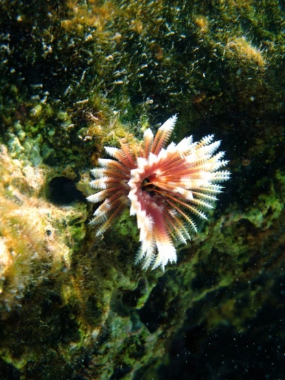 a sea anemone on a rock next to a reef
