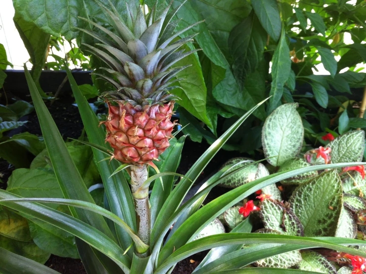 an image of an orange pineapple with many other fruit