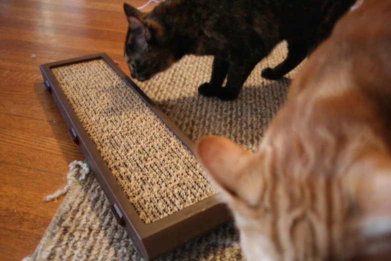 two cats are standing near an empty, wooden box