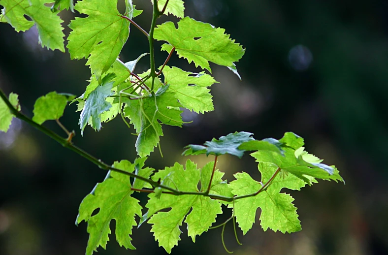 leaves on a tree nch with water droplets and blurry background