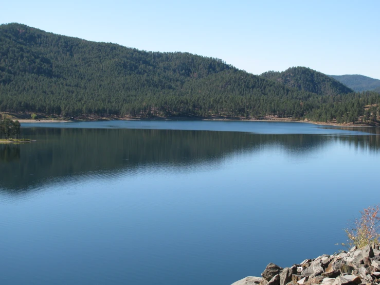 a still water lake surrounded by forest in the distance