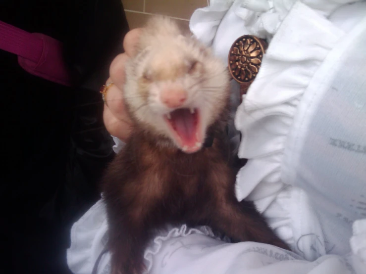 a ferret yawning while being held in someones hand