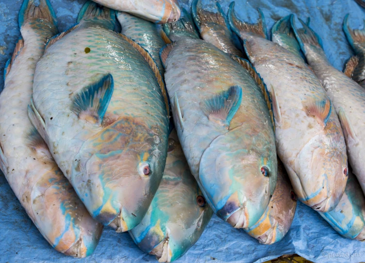 five fish are laying on a cloth next to each other