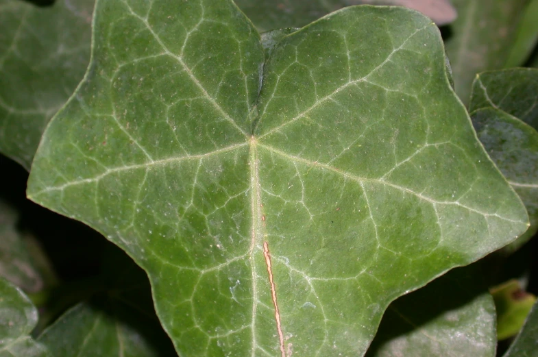 a big leaf with little red markings on it