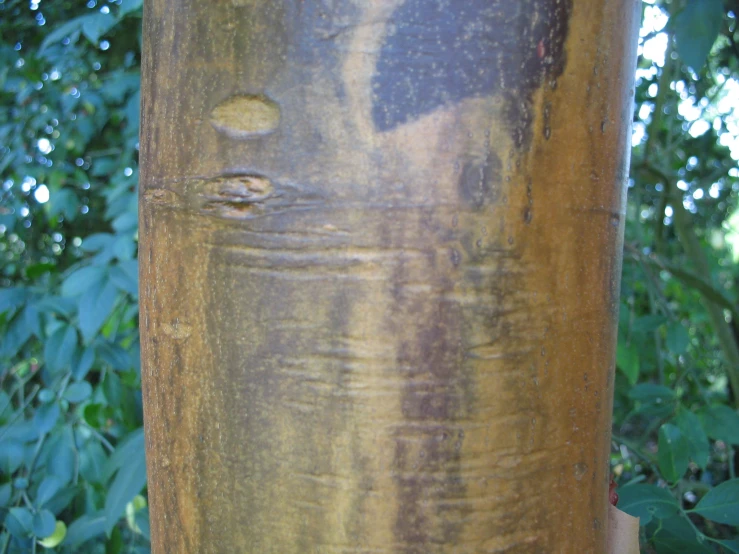 an old brown tree has it's trunk missing