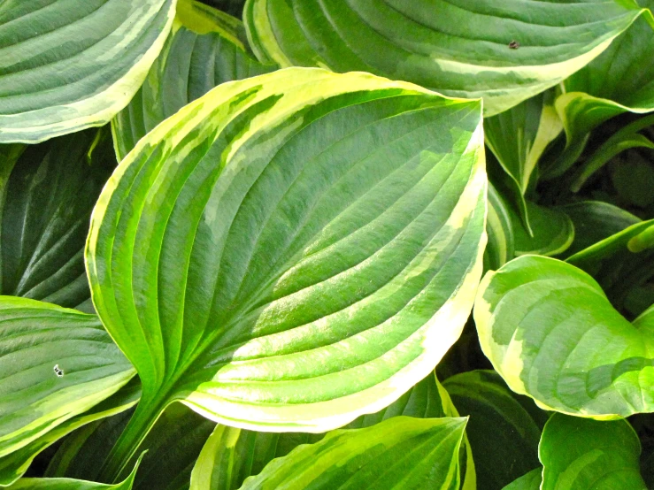 the large leaves have some light green on them
