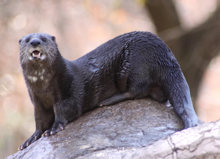 a river otter standing on top of a rock