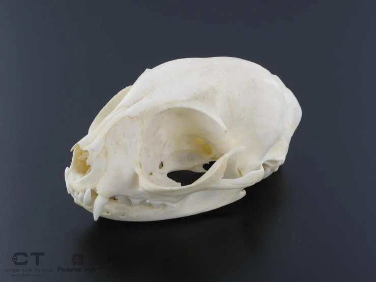 a white animal skull on a black surface