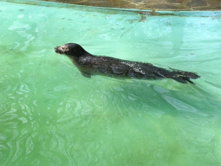 a seal swimming in the water