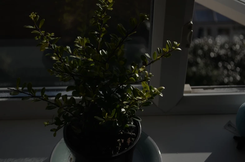 a plant that is in a pot near a window