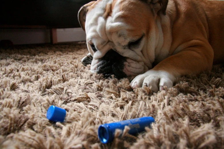 a dog playing with some blue plastic toys