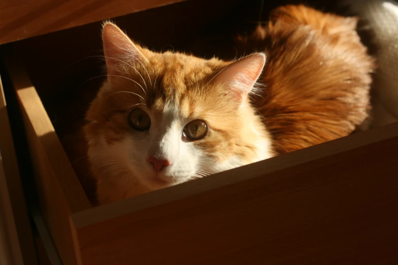 a cat laying down in an open drawer