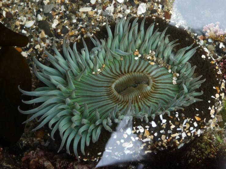 an animal with some kind of very colorful thing on its back