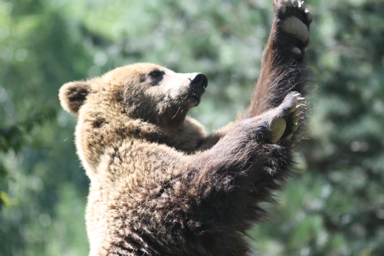 a grizzly bear grabbing soing off of the tree