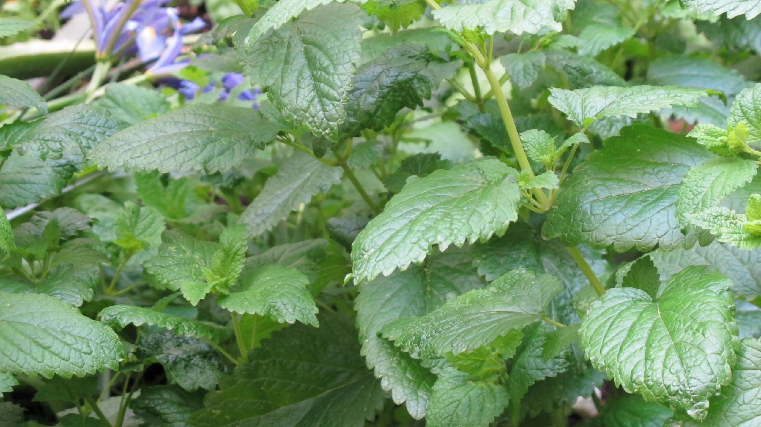 the leaves and flowers are in bloom with blue flower buds