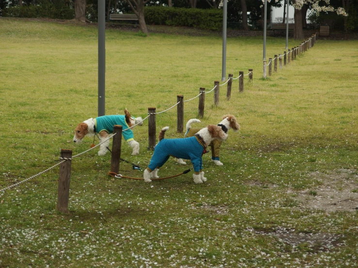 three dogs with sweaters tied around a fence