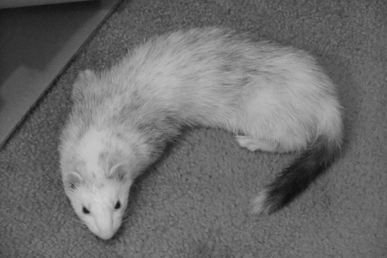 a ferret is laying down in a black and white po