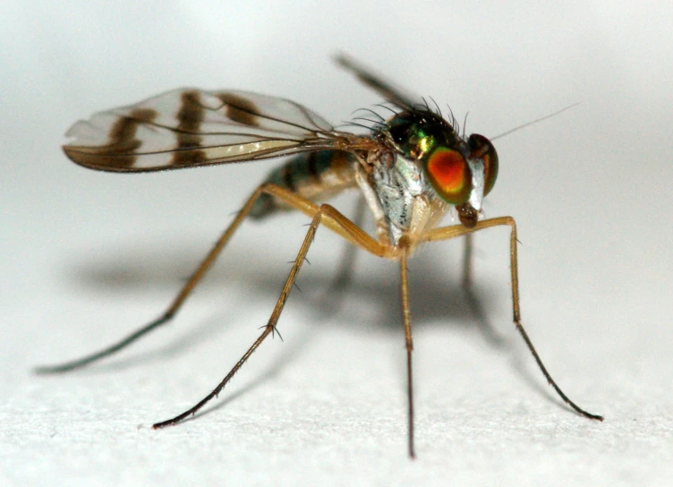 the head and shoulders of a mosquito is seen