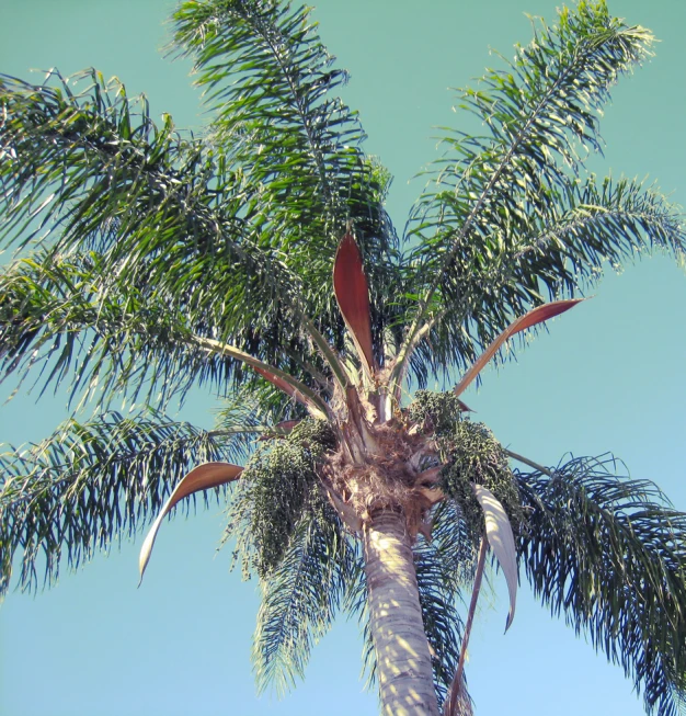 palm tree with leaves in a sunny blue sky