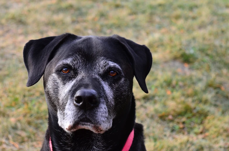 a black dog wearing a red collar outside