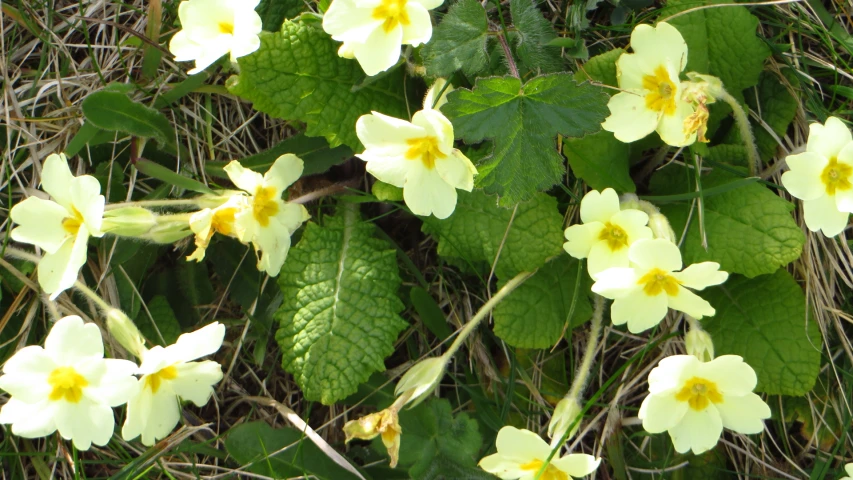 wildflowers with yellow center and some green leaves