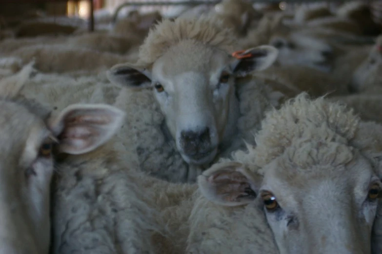 a group of sheep in a building with one of them looking at the camera