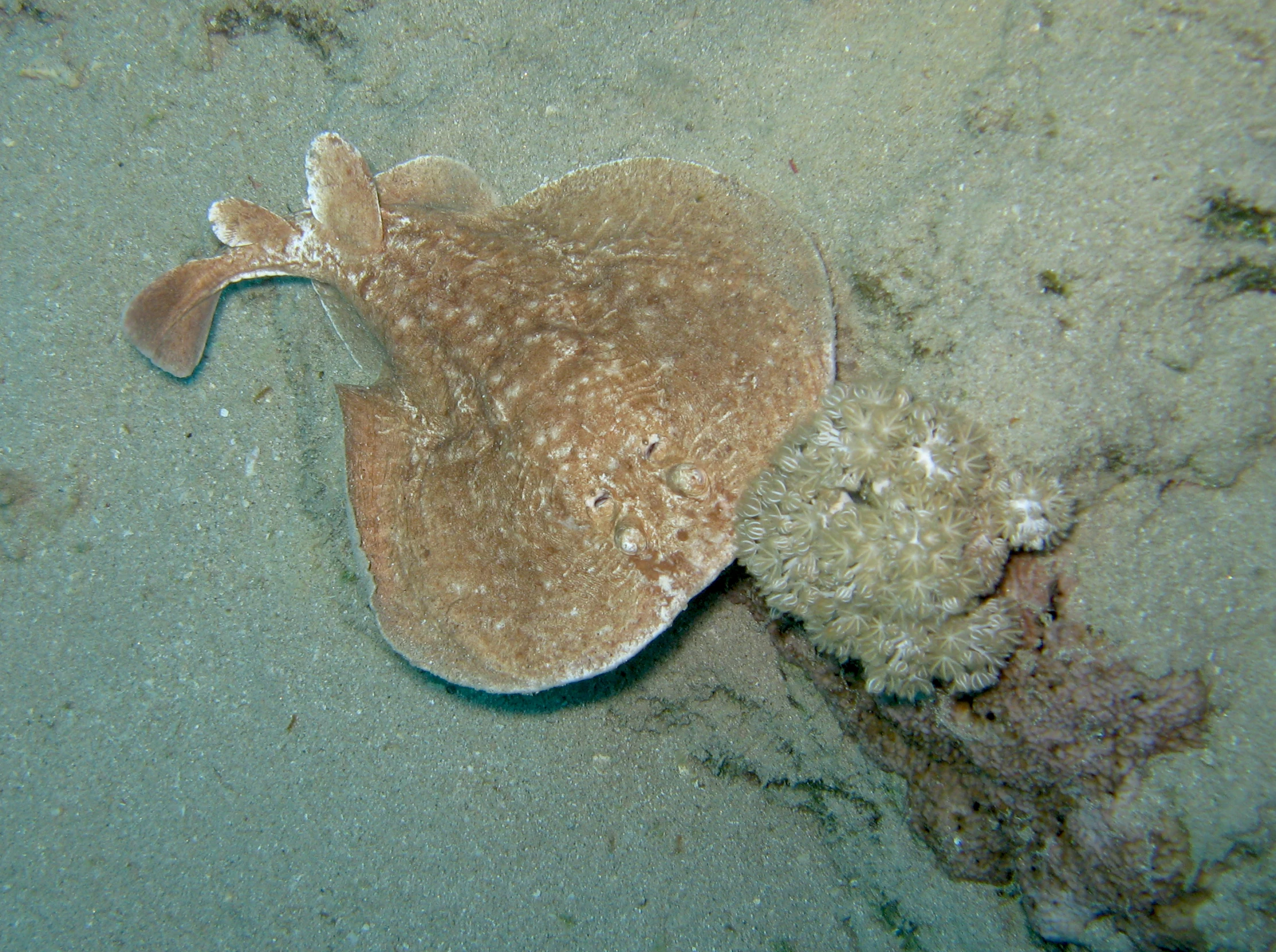 an unusual shaped animal sits under the sand