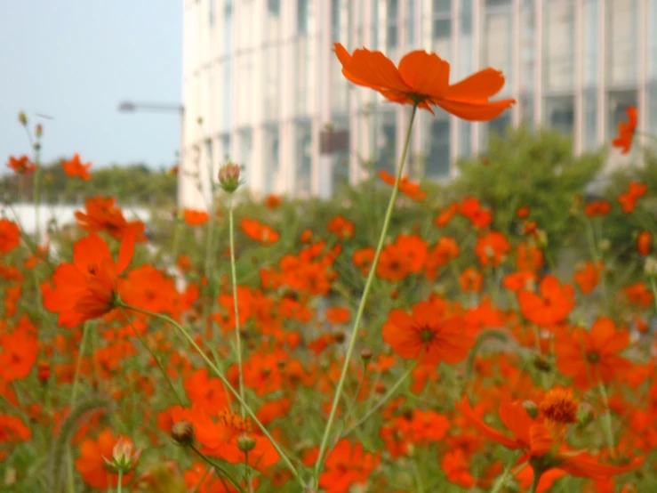 tall buildings and some very pretty flowers