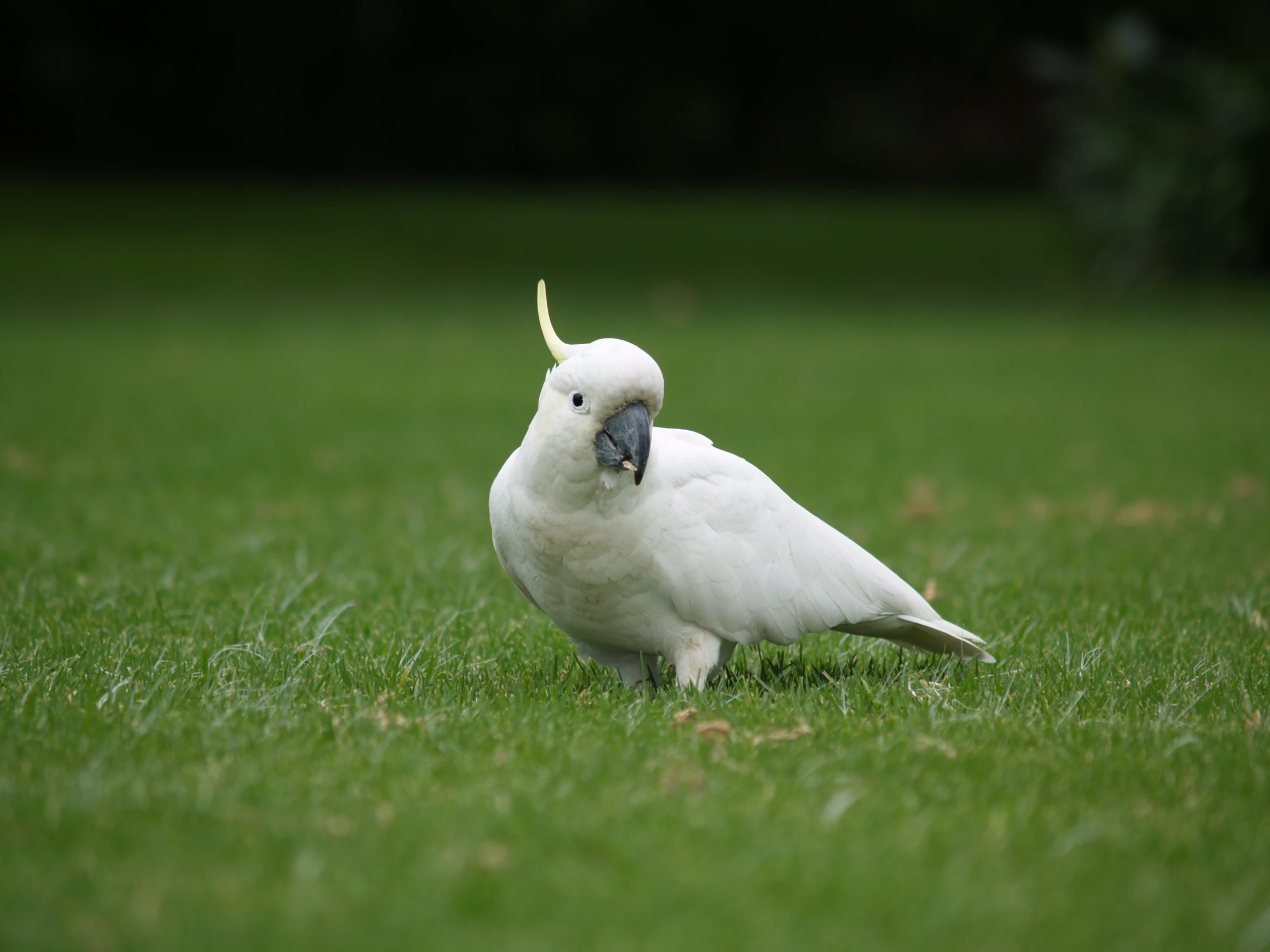 a white bird stands on the grass