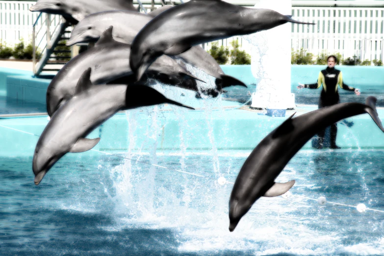 two black and white dolphins jumping in water next to a man