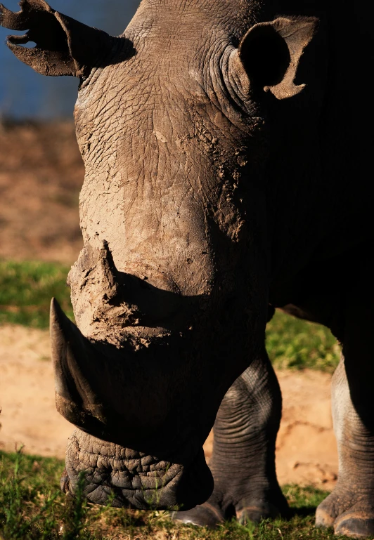 a rhino is standing outside in the dirt