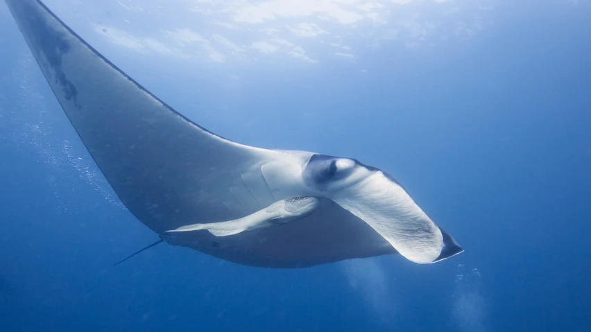 manta ray flying in the air, in the blue ocean