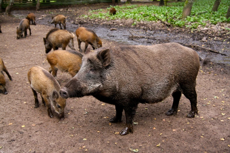 a group of wild boars that are next to each other