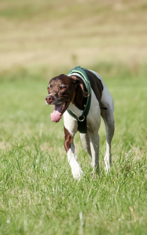 a dog running through the grass with it's tongue sticking out