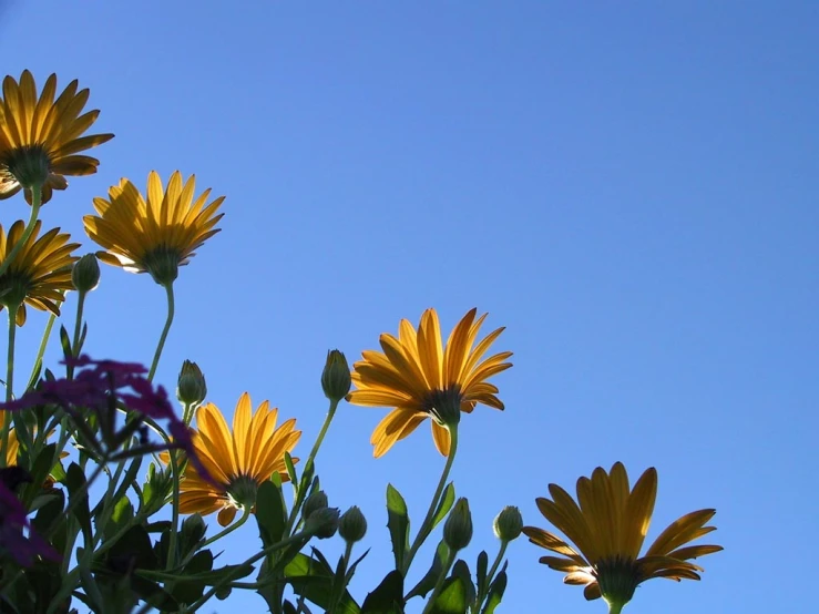 a close - up of yellow flowers with blue sky background