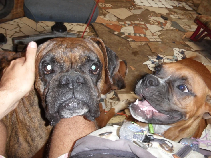 a couple of brown dogs sitting next to each other on top of a carpet