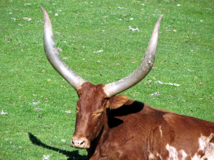 longhorn cattle with large, curved horns in grassy field