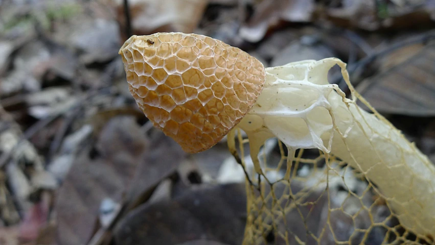 a banana is growing from the roots in a forest